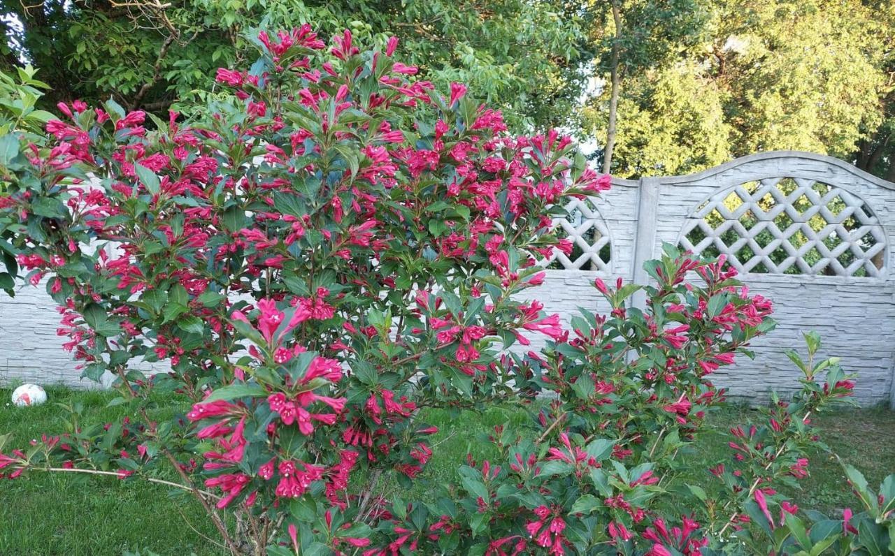 Magnolia Gospodarstwo Agroturystyczne Kazimierz Dolny Exteriér fotografie